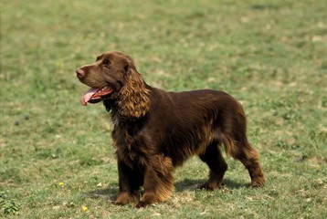 Field Spaniel Dog standing on Grass