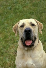 Obraz premium Male Fila Brasileiro, a Dog Breed from Brazil