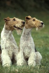 Wire-Haired Fox Terrier Dog
