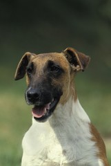 Smooth Fow Terrier Dog, Portrait of Adult