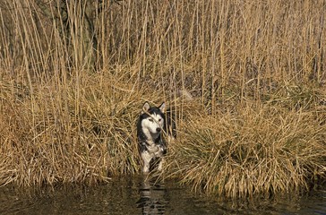 Siberian Husky Dog entering Water