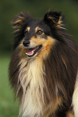 Shetland Sheepdog, Portrait of Adult