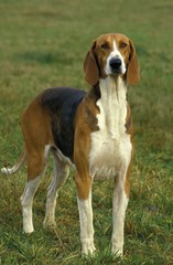 Poitevin Dog, Male Foxhound