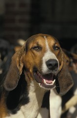 Poitevin Dog, Portrait of Foxhound