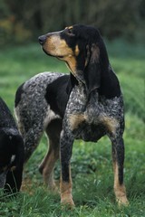 Little Blue Gascony Hound, Dog standing on Grass