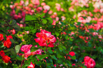 Fototapeta premium Rose garden. Blooming scarlet and pink roses in the summer garden
