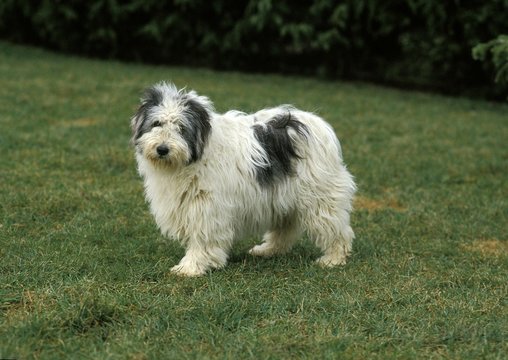 Nizinny Dog, Polish sheepdog