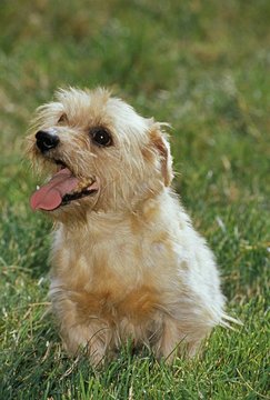 Norfolk Terrier Images Browse 1 357 Stock Photos Vectors And Video Adobe Stock