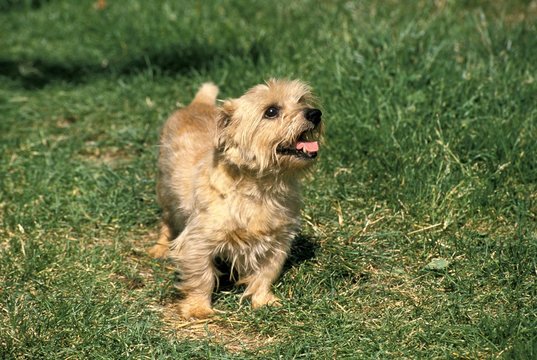 Norfolk Terrier Dog standing on Grass