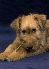 Irish Terrier Dog, Pup