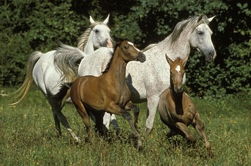 Obraz na płótnie Canvas Arabian Horse, Mares and Foals Galloping through Meadow