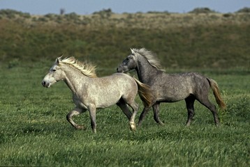 Obraz premium Lusitano Horses Trotting through Meadow