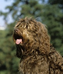 Portrait of Barbet Dog with Tongue out