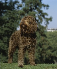 Barbet Dog standing on Grass