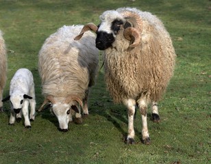 Thones and Marthod Domestic Sheep, Ram, Ewe and Lamb