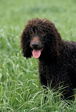 Irish Water Spaniel Dog, Adult with Tongue out