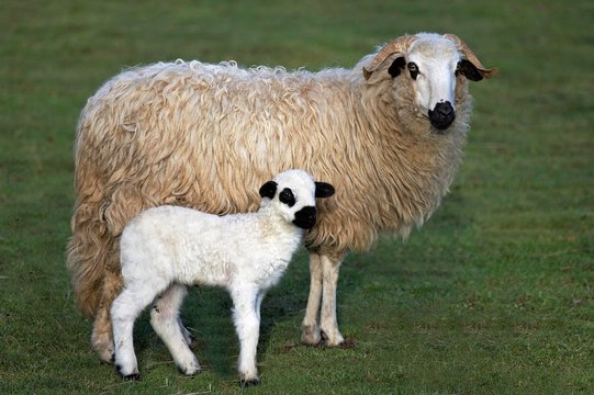 Thones and Marthod Domestic Sheep, Ewe and Lamb