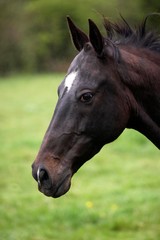 Obraz premium Akhal Teke, Horse Breed from Turkmenistan, Portrait of Mare
