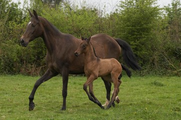 Fototapeta premium Akhal Teke, Horse Breed from Turkmenistan, Mare and Foal