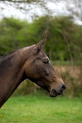 Akhal Teke, Horse Breed from Turkmenistan, Portrait of Mare