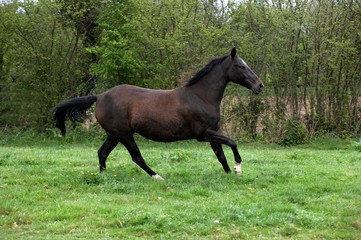 Akhal Teke, Horse Breed from Turkmenistan, Mare Galloping