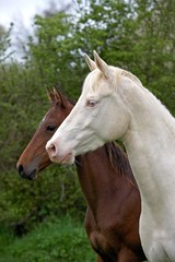 Obraz na płótnie Canvas Akhal Teke, Horse Breed from Turkmenistan, Mares