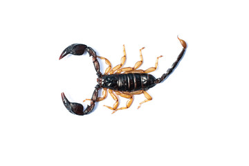 Scorpion has a yellow leg. Scorpion from the south of France on a white background.