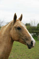 Obraz premium Akhal Teke, Horse Breed from Turkmenistan, Portrait of Mare