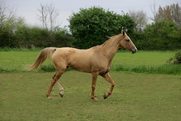 Akhal Teke, Horse Breed from Turkmenistan, Mare