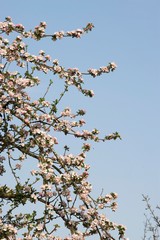 Blooming Cider Apple Tree, malus domestica, Normandy