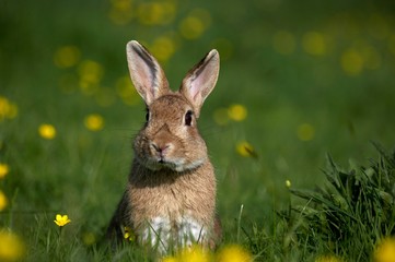 Obraz premium European Rabbit or Wild Rabbit, oryctolagus cuniculus, Adult with Flowers, Normandy