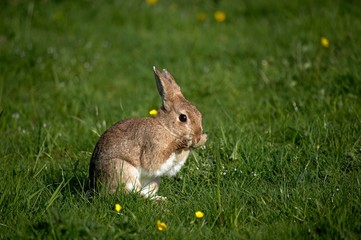 European Rabbit or Wild Rabbit, oryctolagus cuniculus, Adult Grooming, Normandy