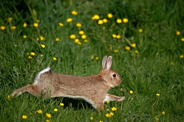 European Rabbit or Wild Rabbit, oryctolagus cuniculus, Adult running through Flowers, Normandy © slowmotiongli