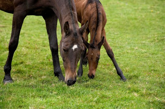Akhal Teke, Horse Breed from Turkmenistan, Mare and Foal eating grass