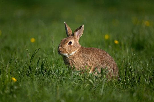 European Rabbit or Wild Rabbit, oryctolagus cuniculus, Adult standing on Grass, Normandy