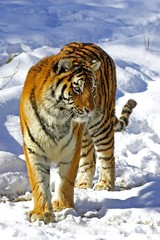 Siberian Tiger, panthera tigris altaica standing on Snow