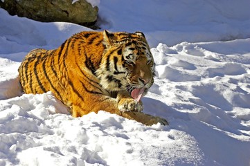 Siberian Tiger, panthera tigris altaica standing on Snow, Licking its Paw