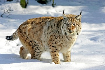 European Lynx, felis lynx, Adult standing on Snow