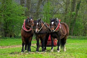 Harnessed Cob Normand Draft Horse, French Breed