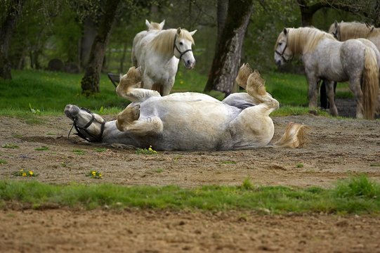 Percheron Draft Horses, a French Breed, Rolling on back