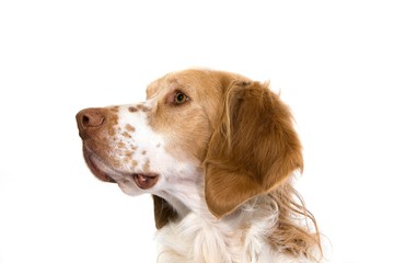 French Spaniel Male Dog (Cinnamon Color)