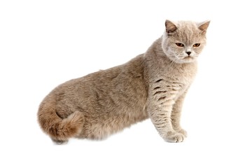 Lilac British Shorthair Domestic Cat, Female sitting against White Bakcground