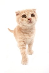 Obraz premium Cream Scottish Fold Domestic Cat, 2 months old Kitten standing against White Background