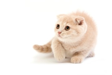 Cream Scottish Fold Domestic Cat, 2 months old Kitten standing against White Background