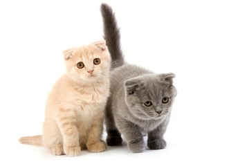 Obraz premium Cream Scottish Fold and Blue Scottish Fold Domestic Cat, 2 months old Kittens against White Background