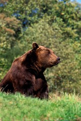 Brown Bear, ursus arctos, Sitting