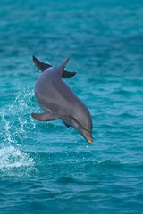 Bottlenose Dolphin, tursiops truncatus, Leaping, Honduras