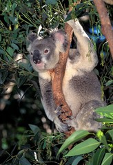 Koala, phascolarctos cinereus