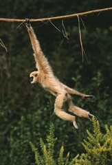White-Handed Gibbon, hylobates lar, Moving, hanging from Liana © slowmotiongli