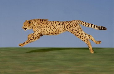 Cheetah, acinonyx jubatus, Running
